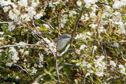 Photo of Lesser Whitethroat